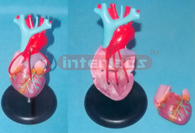 ADULT NATURAL HEART MODEL WITH BYPASS (LONG BLOOD TUBE)